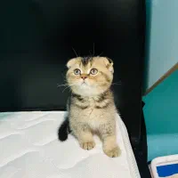 اسکاتیش فولد نر ۲ماهه