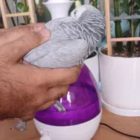 کاسکو پر صحبت باهوش درشت شاه تخم زیبا|پرنده|تهران, اسکندری|دیوار