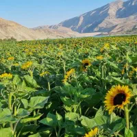 430 متر کاربری مسکونی/سند6دانگ/سله بن/سد نمرود