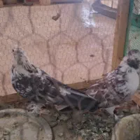 نروماده|پرنده|قم, کاسه گران|دیوار