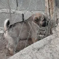 واگذاری سگ پژدر سرابی نگهبان گله توله|سگ|کهریزک, |دیوار