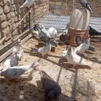 کفتز