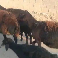 ۹راس گوسفند بر ه دار