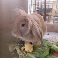 خرگوش لوپ‌ هلندی نر چشم آبی