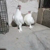 کبوتر کله دمبی (هلمت)|پرنده|لنده, |دیوار