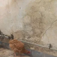 مرغ محلی|حیوانات مزرعه|اهواز, منبع اب|دیوار