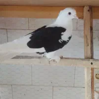 کبوتر فروشی معاوضه طوقی