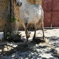 اسب فروشی|اسب و تجهیزات اسبسواری|اراک, |دیوار