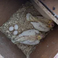 عروس لوتینو زعفرونی با سه تا جوجه و چهارتخم