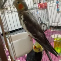 یک جفت عروس هلندی|پرنده|کشکوئیه, |دیوار