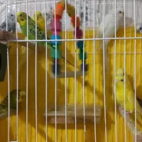 مرغ عشق بالغ