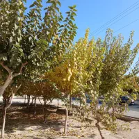 زمین-ویلایی-در-رامجین