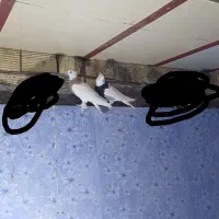 کفتر|پرنده|قم, قم نو|دیوار