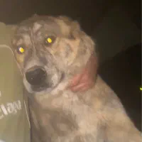 سگ خراسانی ۱۰ ماهه غول