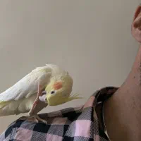 یک جفت عروس هلندی مولدوسالم|پرنده|نورآباد, |دیوار