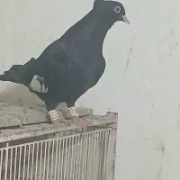 سرک|پرنده|شیراز, سیاه سنگ|دیوار