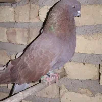 یک جفت کبوتر عتیقه
