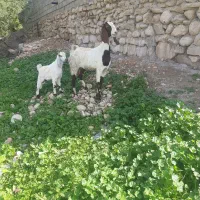 سلام دوستان میش با دو بره نر و ماده بز با کهره  نر