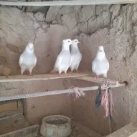 طوقی آبی. جوجه طوقی