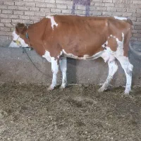 گاو تلیسه سیمینتال اول شکم با گوساله ماده شرابی