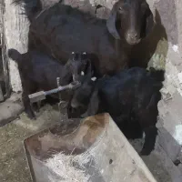 فروش سه بز پاکستانی|حیوانات مزرعه|خواف, |دیوار