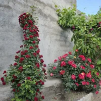 باغ طرقبه/حصار هرزون