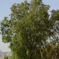 نهال اکاسیاه و اکالیپتوس نهالستان زرقان