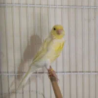 یک عدد قناری ماده لیمویی|پرنده|شیروان (خراسان), |دیوار