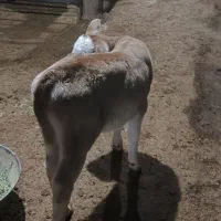 گوساله شیرخوار|حیوانات مزرعه|لاجان, |دیوار