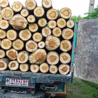 خریدار چوب درخت صنوبر|خدمات باغبانی و درختکاری|صومعهسرا, |دیوار