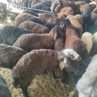 فروش بره شیری ،پرواری