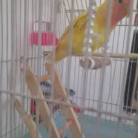 طوطی برزیلی