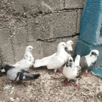 کفتر