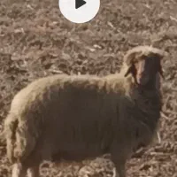 فروش یک راس میش