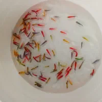 ماهی رنگی|ماهی|بجنورد, |دیوار