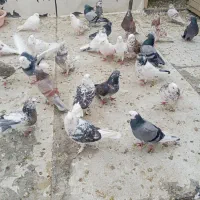 کبوتر فروشی|پرنده|پیرانشهر, |دیوار