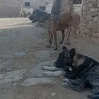 سگ پلنگی اصل افغان
