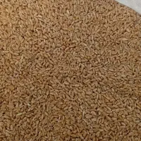 گندم بوجاری|عمده‌فروشی|چمران, |دیوار