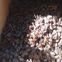 کشمش، سایه خشک، مویز، شیره انگور فرخی