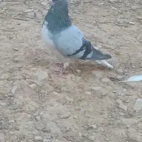 جفت بدرنگ سبز و یال سبز|پرنده|شیراز, تاچارا|دیوار