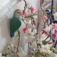 کوتوله بریزیلی گم شده قلعه کامکار.یک میلیون شیرینی