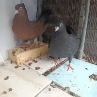 جفت جوجه آبادانی