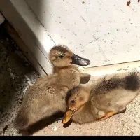 انواع جوجه رنگی ومحلی اردک بوقله وسلطان|حیوانات مزرعه|لار, |دیوار