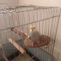 فروش عروس هلندی