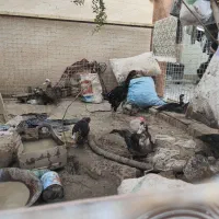 مرغ لاری با جفت مرغ عشق رو تخم معاوضه با دوچرخه