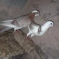 7 کفتر