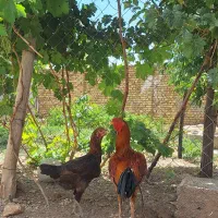 تخم مرغ لاری