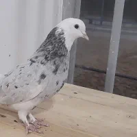 تهرانی شازده ماده هما سرور پرشی