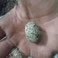 سنگ اسیاب اصل|جواهرات|قوچان, |دیوار