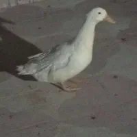 اردک